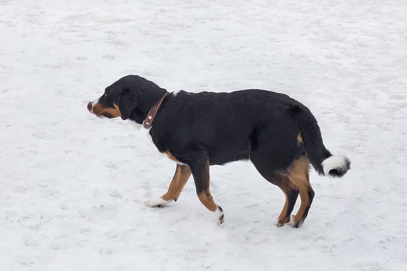 可爱的阿彭泽勒森纳猎狗在冬天公园的白雪上散步。宠物的动物。