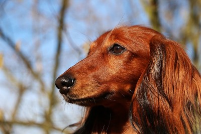 一个小红色长毛腊肠犬的近距离头像