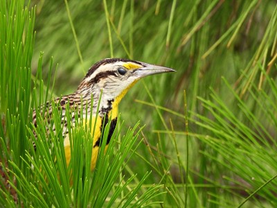 东Meadowlark (Sturnella magna)栖息在佛罗里达的一棵松树上