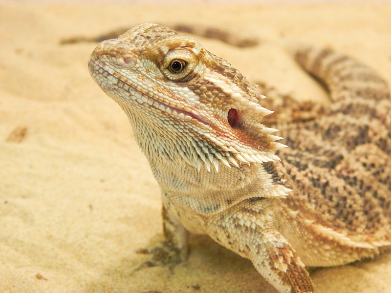 中须龙(Pogona vitticeps)