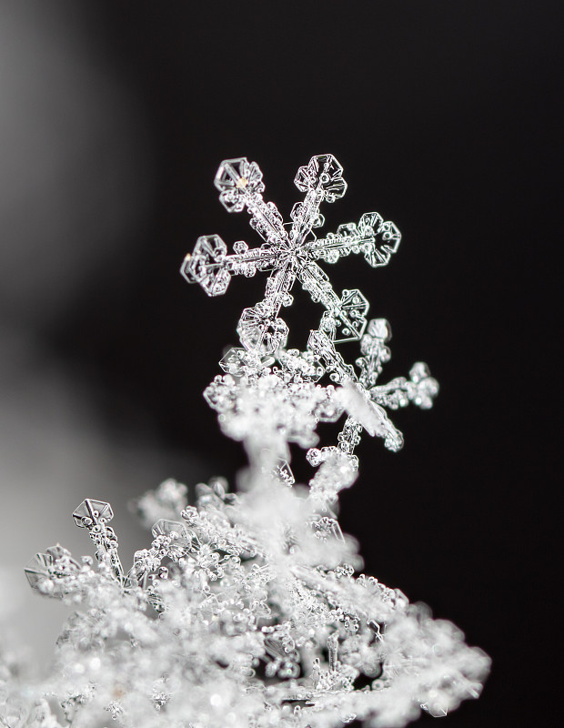 天然雪花上的雪花。这幅画是在10摄氏度的温度下制作的