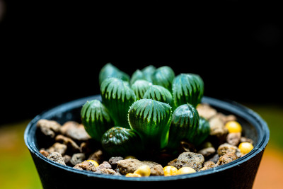 海藤属是一种小型肉质植物的大属