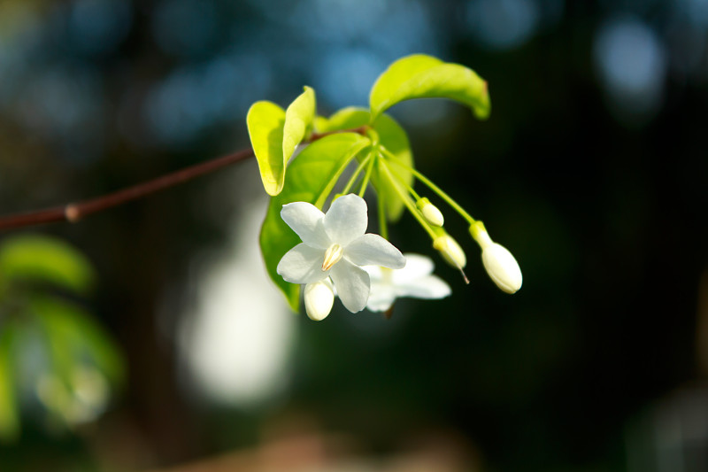 美丽的花莫在晨曦中