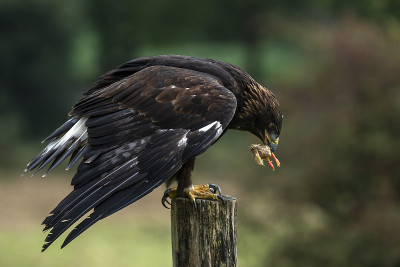 金鹰(Aquila chrysaetos)