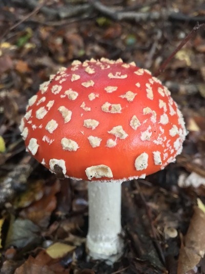 蘑菇