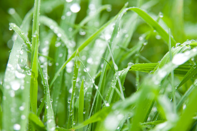 草与雨滴