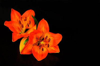 花老虎百合,