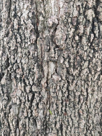 Bark19