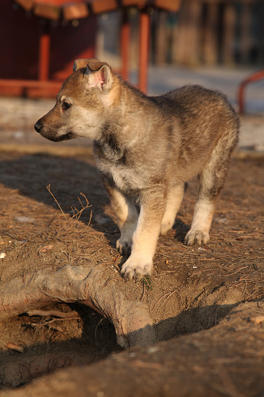 不错的捷克斯洛伐克狼犬