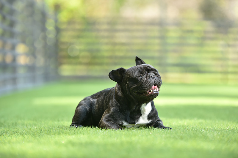在狗跑中玩耍的法国斗牛犬