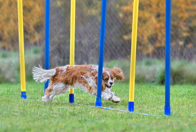 骑士国王查尔斯猎犬在做回转运动