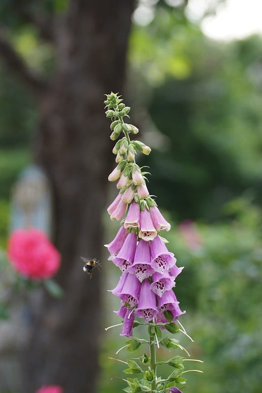 紫色紫花洋地黄)