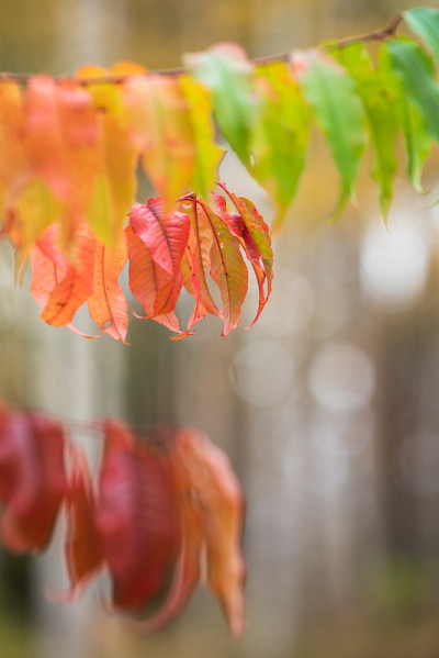 樱桃(Prunus pensylvanica)的树叶在秋天的颜色。