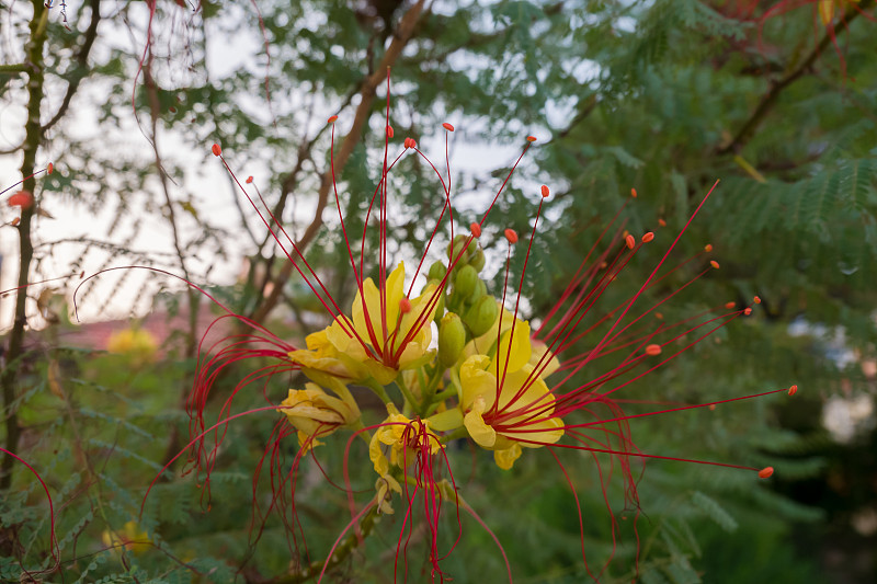 Caesalpinia gilliesii，俗称天堂鸟花