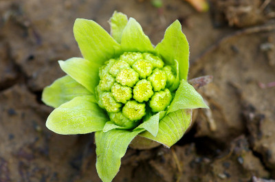 蜂斗菜