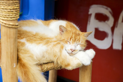 猫在睡觉。