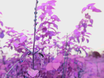 森林昆虫自然背景图像