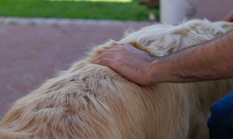 后院的金毛寻回犬