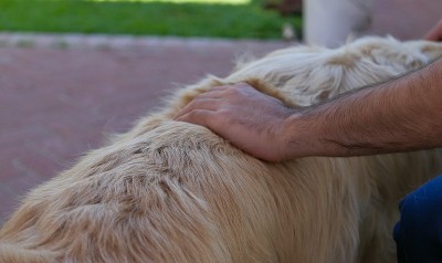 后院的金毛寻回犬