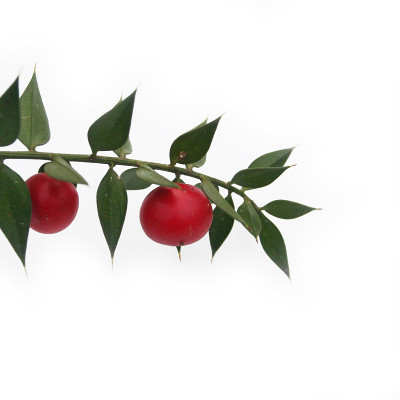 白色的Ruscus aculeatus或butcher’s-broom