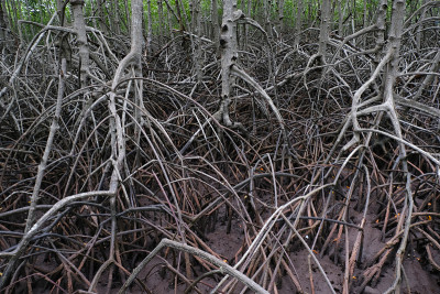 泰国Pranburi Prachuap Khiri Khan红树林中的一棵红树林。