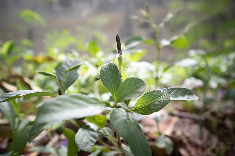 Ruellia tuberosa