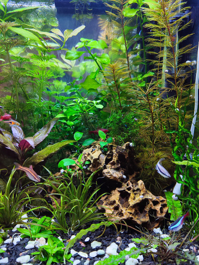 带植物和鱼的热带家庭淡水水族馆