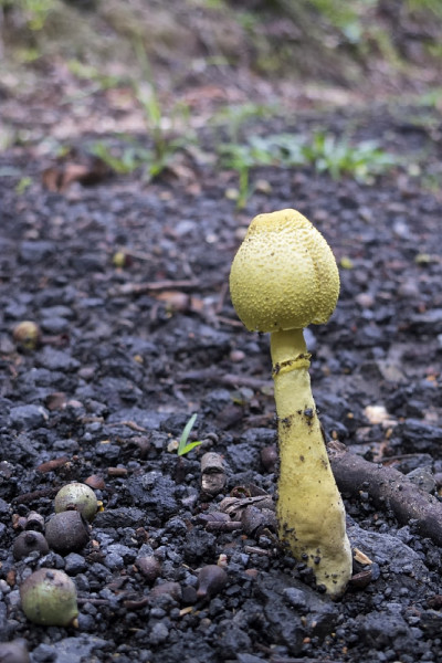 澳大利亚昆士兰北部热带库兰达附近砾石中的黄色真菌