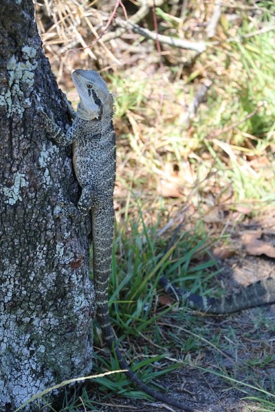 澳大利亚的Physignathus lesueurii