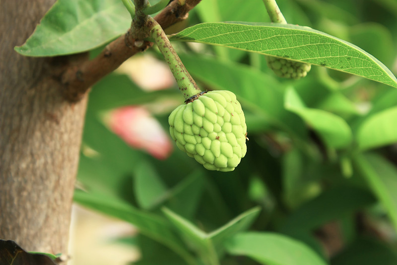 番荔枝，番荔枝