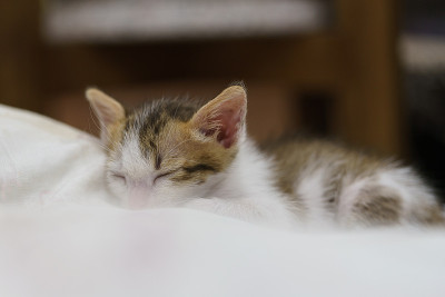 小猫睡在柔软的布上