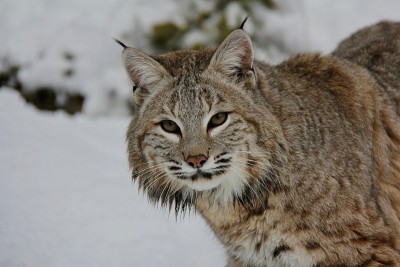 加拿大山猫