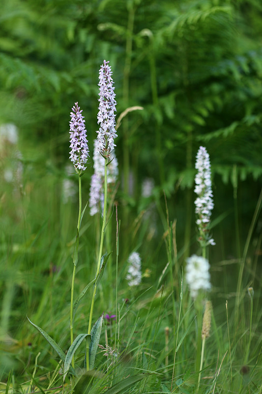 Geflecktes Knabenkraut