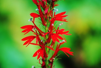 野红衣主教花