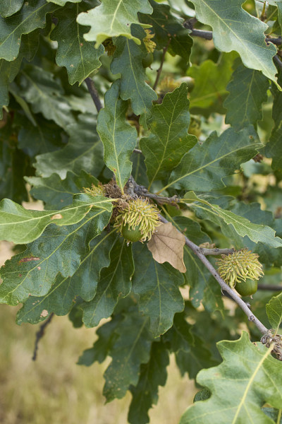Quercus cerris树