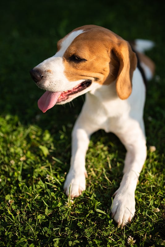 小猎犬在花园里的绿草上休息。