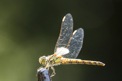 Sympetrum pedemontanum,女