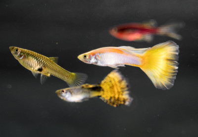 淡水水族馆中的孔雀鱼。Poecilia试。
