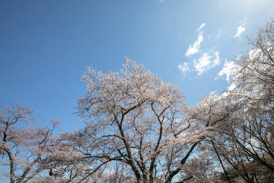 吉野山的樱花