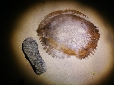泰国海滩上的红色水母