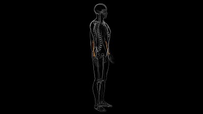 人体骨骼解剖桡骨3D渲染