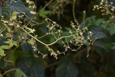 日本啤酒花(Humulus japonicus)。