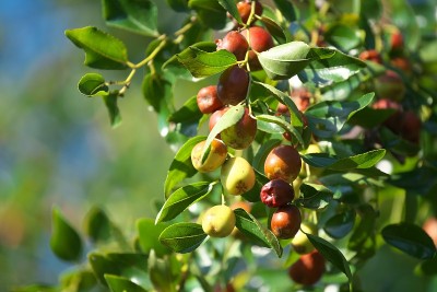 Ziziphus jujuba