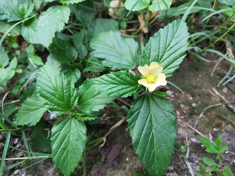 金丝草，蜀葵，扇形花，西达