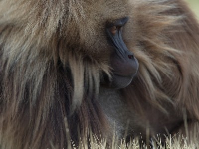 特写一侧的狒狒肖像(Theropithecus Gelada)，以毛皮semen山脉为背景，埃塞俄比