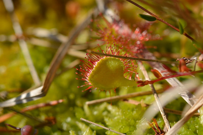 野生茅膏菜