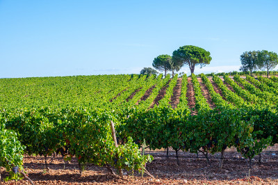 Rows of ripe syrah wine grapes plants on vineyards