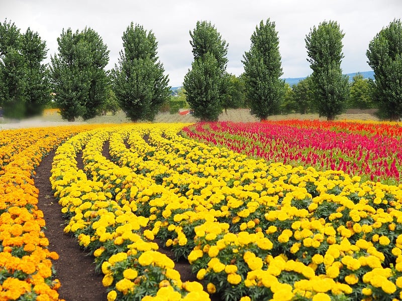 日本北海道富兰野夏季绚丽多彩的花坛景观