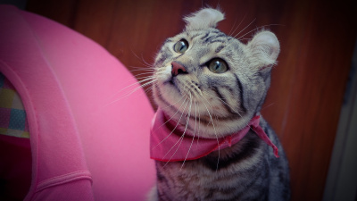 猫