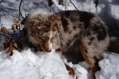 狗狗小狗冬天的雪